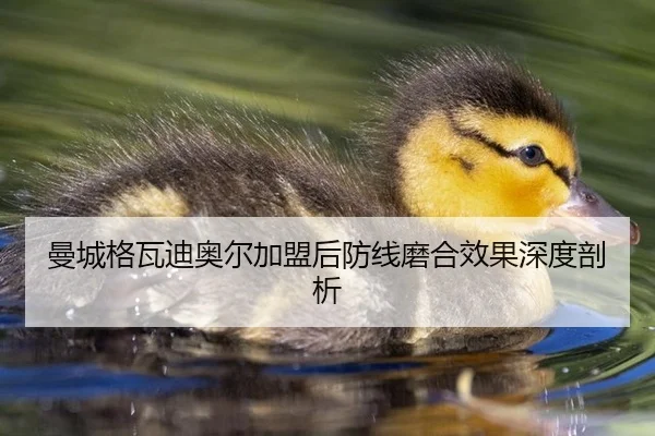 曼城格瓦迪奥尔加盟后防线磨合效果深度剖析